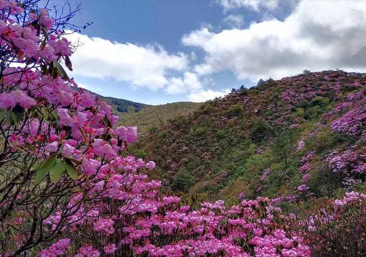 杜鹃花开(江西坳)