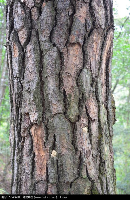 红锥树树皮