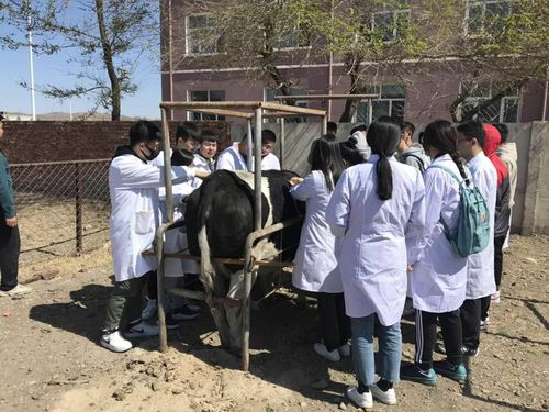 牛肺部叩诊区域的确定