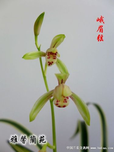 四季兰之峨眉弦花开过程!-建兰篇-中国兰花交易网社区