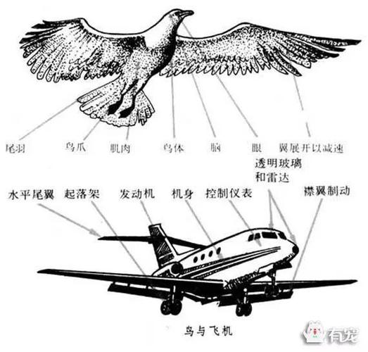 牵手野生动物 共建美丽家园——高丽营学校一(3)班学习《野生动物保护