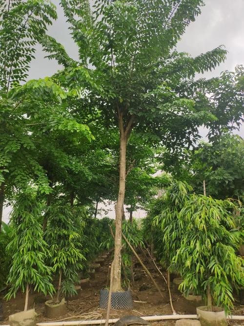 908供应 印度紫檀 15-18cm假植苗 大叶紫檀树 市政