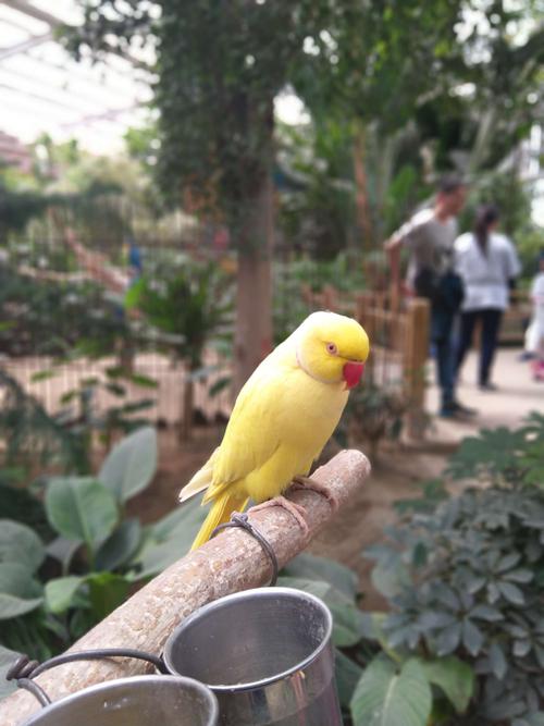 黄月轮鹦鹉——这只好萌