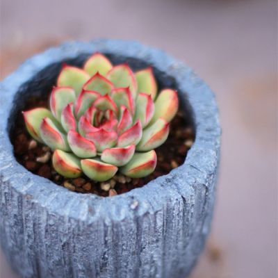 高清植物头像图片大全