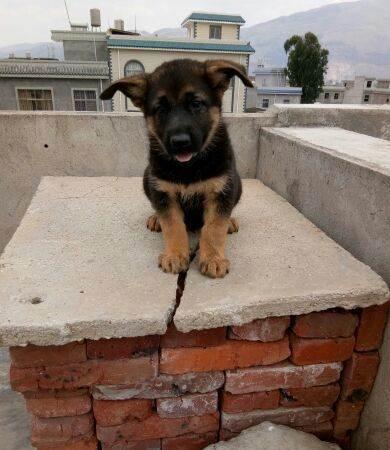 大体昆明犬黑背幼犬.实际狗比图片大很多!