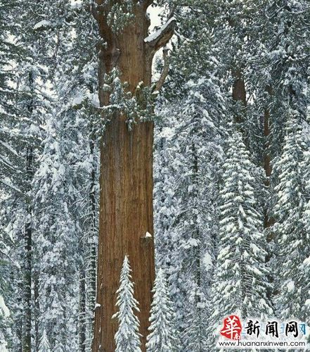 植物之最 这个世界上最大的树叫做雪曼将军树也译作谢尔曼将军树或