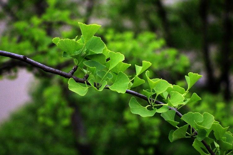 【银杏】银杏科,银杏属