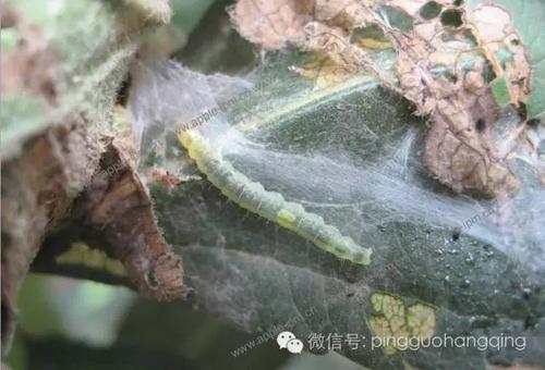 这些害虫你认识多少?|黄刺蛾|幼虫