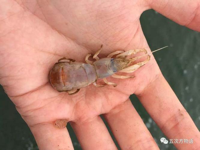 十三,大蝼蛄虾