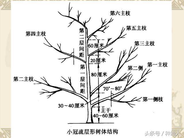 图文并茂!梨树整形修剪技术详解