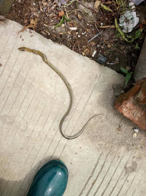 家里跑进一条蛇,求问这是啥蛇?