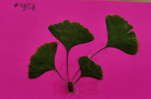 一张银杏叶书签