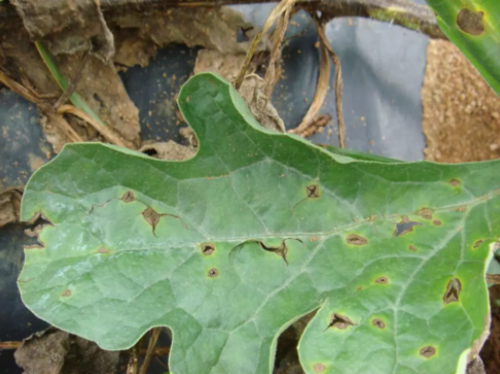 西瓜炭疽病叶部初脾症状