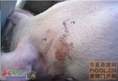 养殖户们给猪打针的部位正确吗