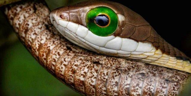 "打草惊蛇",但蛇真的有耳朵吗?它们一般如何感知危险?