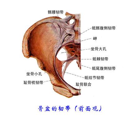 胯部的介绍
