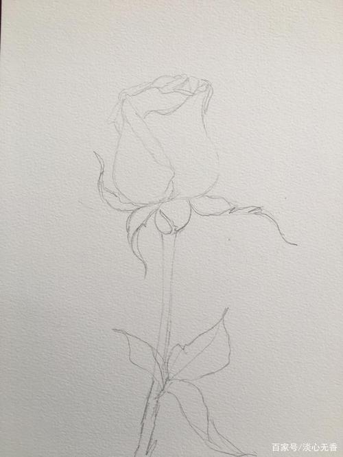 手绘一朵淡雅清新的玫瑰花