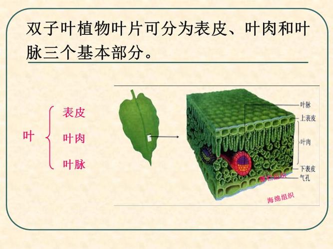 双子叶植物叶的构造.ppt