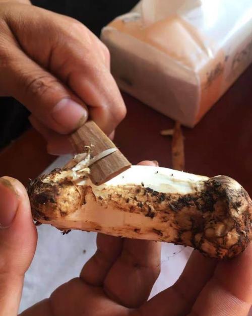 原创松茸要不要水洗怎么样保存新鲜又不容易坏