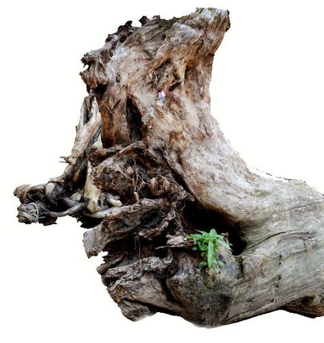 西藏千年树根在乐清发"新芽"在西藏创业37年乐商回乡建木雕艺术馆