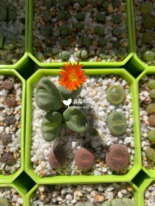 生石花肉锥_生石花_生石花肉锥_家居家装_家居装饰