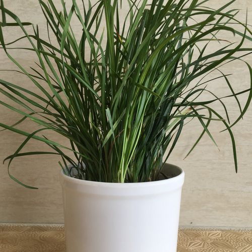 麦冬中国之乡现挖野生盆栽常青净化空气500g包邮麦冬