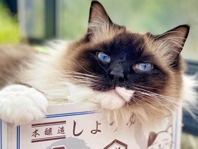 李喜猫的直播:15只猫卖萌啦,很好吸,快来!