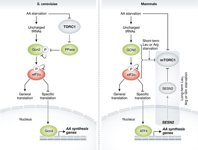 nutrient sensing and tor signaling in yeast and mammals