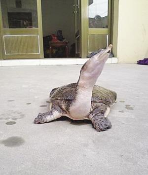 "甲鱼哥"义卖8.8斤大甲鱼 被质疑炒作(图)