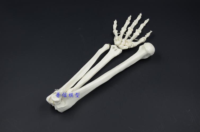 普信 自然大 人体骨骼 上肢骨成人手臂 肱骨尺桡骨 1比1手骨模型