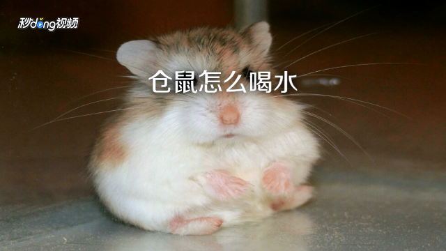 妙招好生活   00:51   仓鼠怎么喝水   蓝白u视频   01:40   怎么