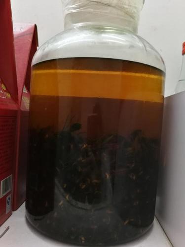 虎头蜂泡酒的功效与作用(揭秘中国体型最大的虎头蜂酒