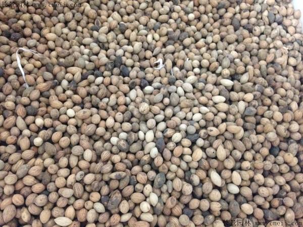 流苏种子什么温度发芽最好