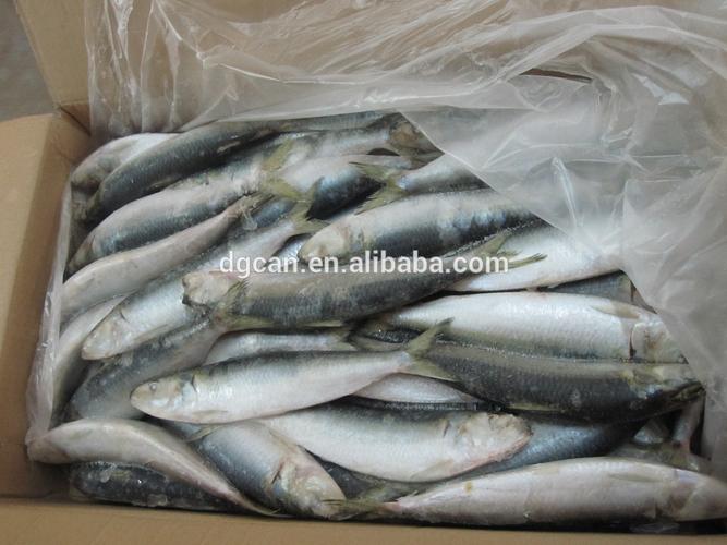 frozen fresh sardines for baits, frozen fish factory,spanish