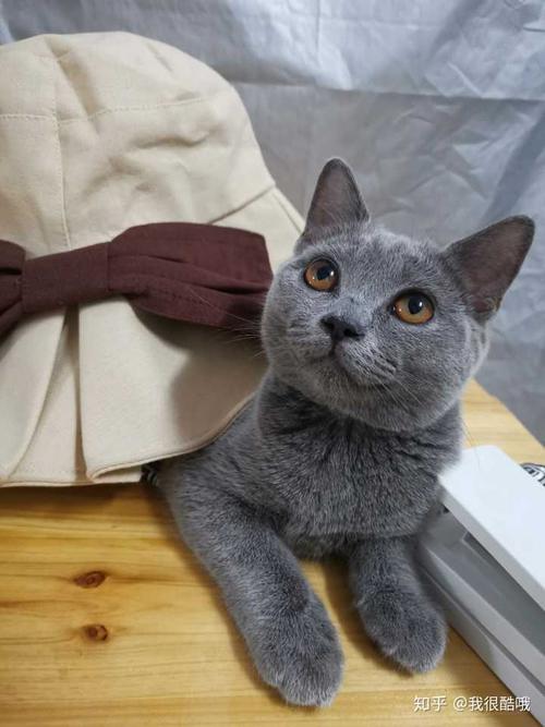 你见过最好看的蓝猫是什么样的?
