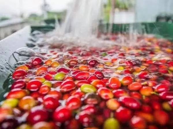 世界五大咖啡产国与咖啡豆特点巴西咖啡印尼咖啡巴拿马咖啡风味