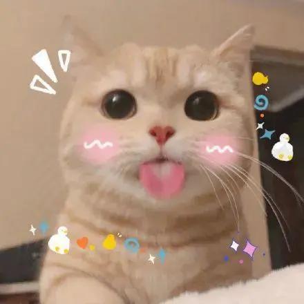 阿信都受不了它的可爱?看了这只猫的表情包