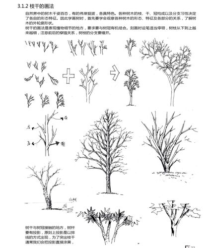 景观园林手绘干货|植物手绘树枝干的画法_手绘_园林_四方手绘考研设计