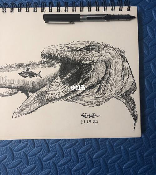 找鲨鱼_鲨鱼_绘画_速写_临摹_画画_文化_绘画