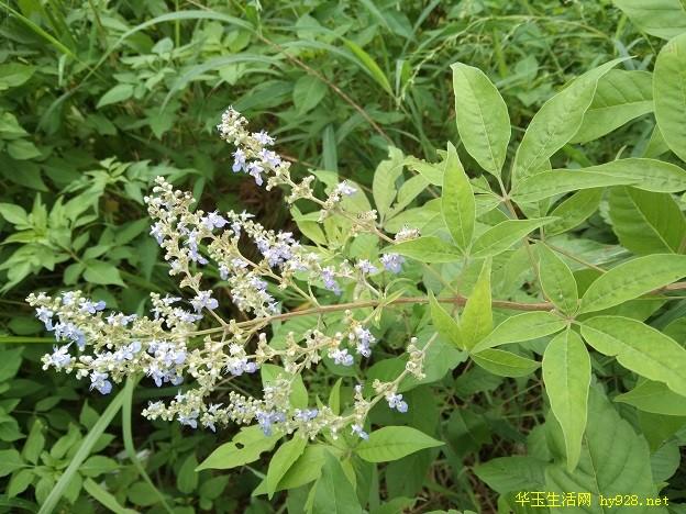 黄荆子,布荆子,黄金子,五指风,黄荆柴