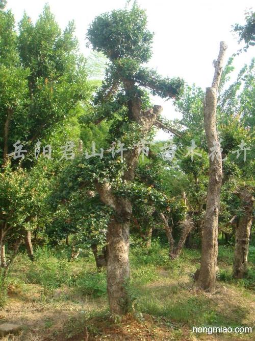 供应柞树(刺冬青)