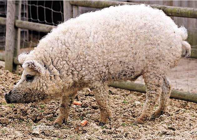 林肯郡卷毛猪 国内现在有养的吗?