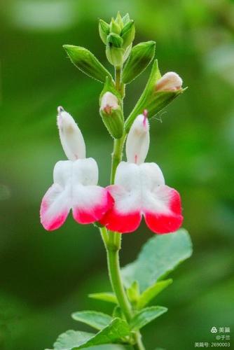 形似小鸟的樱桃鼠尾草