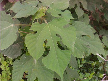 这是什么植物,叶子裂得很好看.