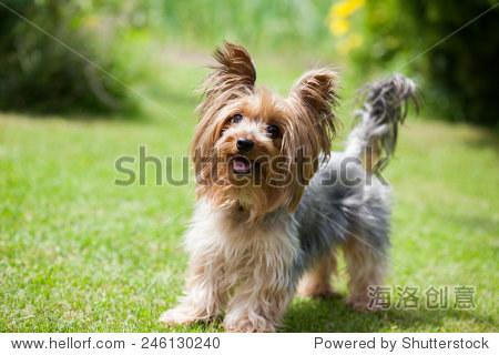 yorkshire terrier playing in the park on the grass