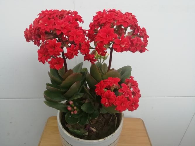 我喜欢的植物(儿子写作,妈妈编辑)