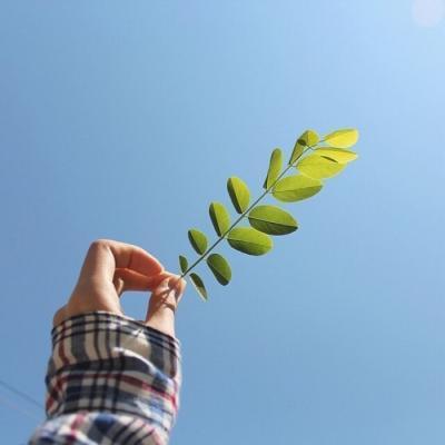 微信最吉利的好看头像唯美绿植_带来好运植物微信头像大全_各种小清新