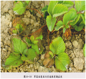 草莓枯萎病