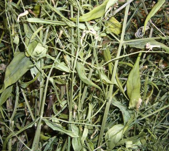 穿心莲-功效与作用-中药药用价值网