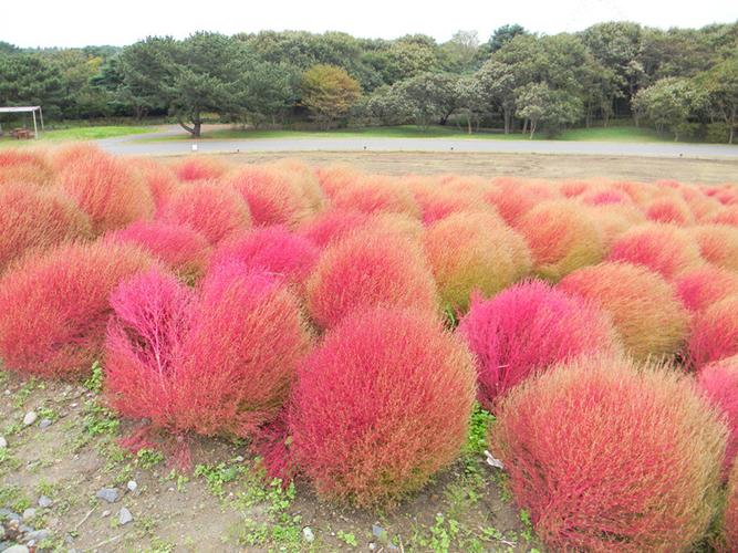 悦芳华花种籽子红地肤种子绿地肤花种